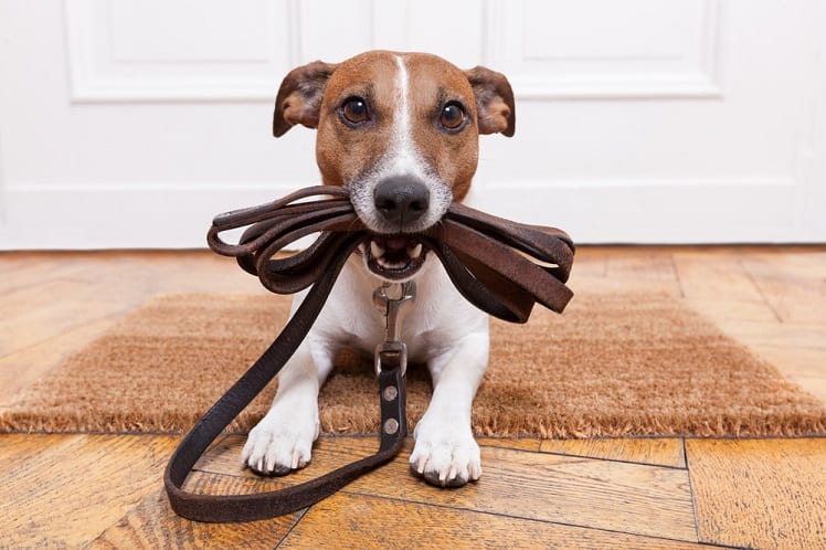 Chien - Animal de compagnie - Jack Russel - Maison - Bien chez soi