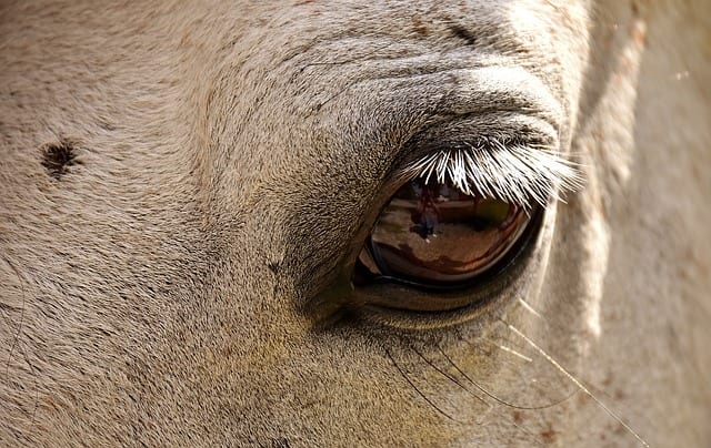 Cheval - Poney - Zoothérapie - Equithérapie
