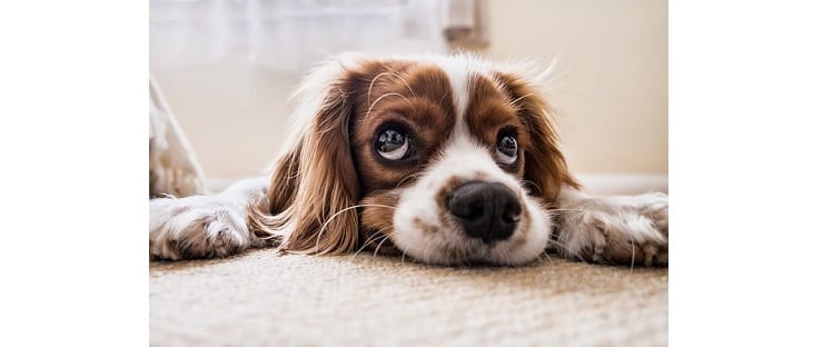 Chien - Animal de compagnie - Cavalier King Charles