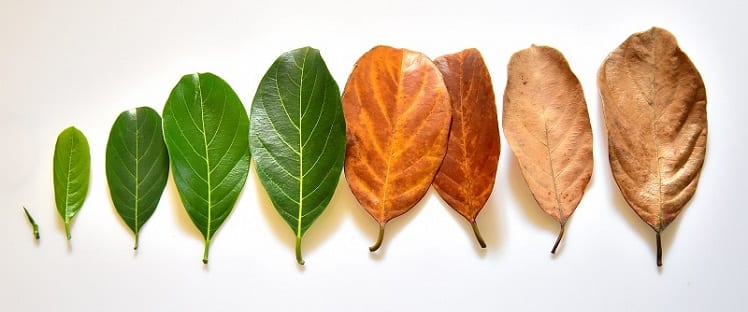 Espérance de vie - Vieillissement de la population (1)