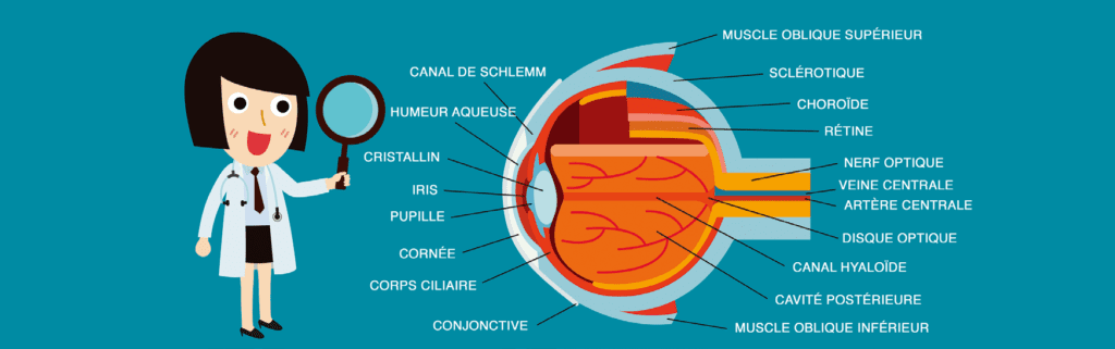 Oeil - vision - ophtalmologie